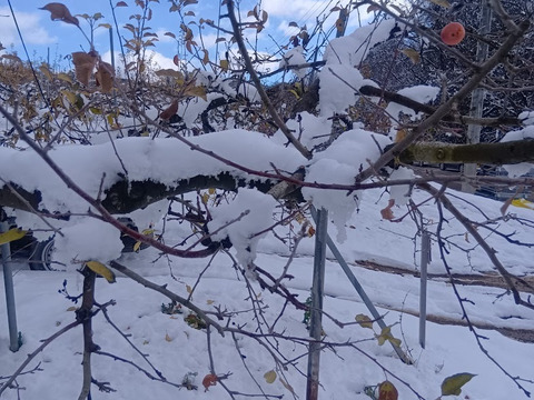 【岩手・紫波町】希少品種🍏特別栽培「はるか」5kg
