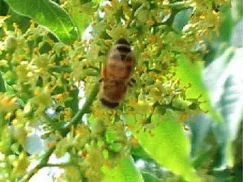 採れたよ♪“完全非加熱”贅沢三昧の蜂蜜~みかん·百花·はぜ(500g各１本) 和歌山・村上養蜂 ほんまもん蜂蜜