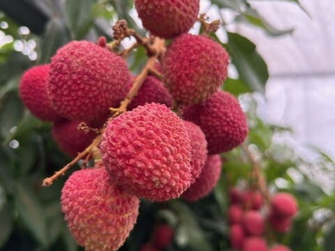 南国鹿児島産【生ライチ】【訳あり】最高峰品種玉荷包（約400g）