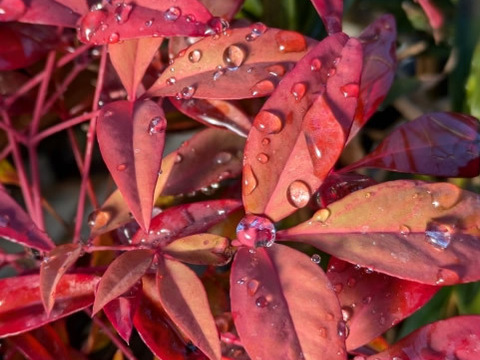 縁起物！ 南天の葉 伊勢志摩産 10g 無選別