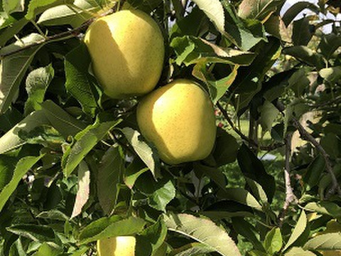 農家直送　青森りんご　王林(おうりん)　家庭用　約5キロ　同名タレントさんの活躍で、知名度抜群の甘いりんご！