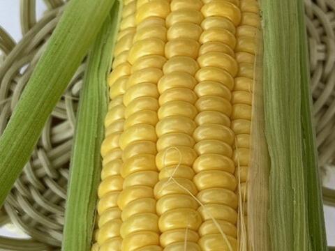 とうもろこし（ゴールドラッシュ）甘さ歯ごたえ抜群