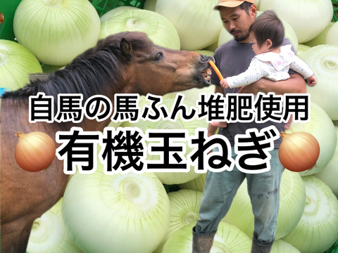 【自馬の馬ふん堆肥使用】玉ねぎ5kg