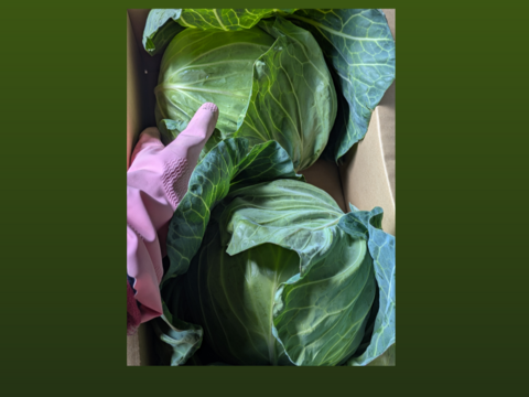 初夏キャベツ　２つ