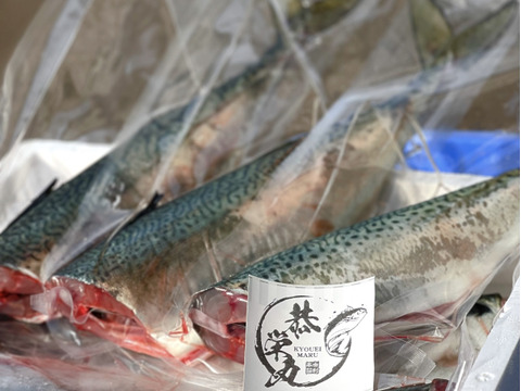 秋田県沖［天然］マサバBOX‼️ 真空急速冷凍【ドレス】