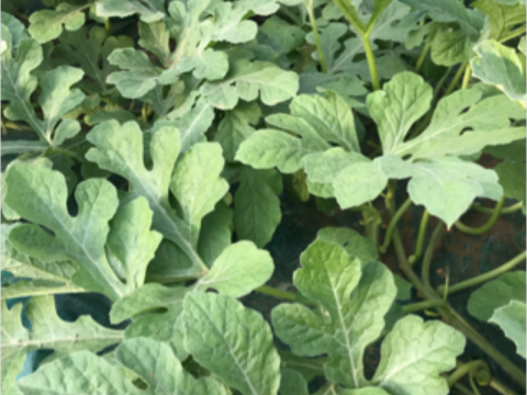 予約販売！6月23日〜発送贈答用黄果肉西瓜サンダーボルト2Lサイズ1玉入り