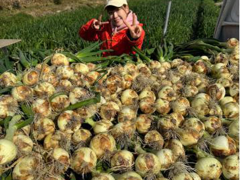 【予約】生産農家直送 淡路島産ブランド新玉ねぎ 『にじたま』超極早生品種 9kgダンボール入り（ご家庭用・30個前後） 使いやすいM・L・2L混在！≪水分量No1!!≫◎特別栽培　2月末頃から順次発送