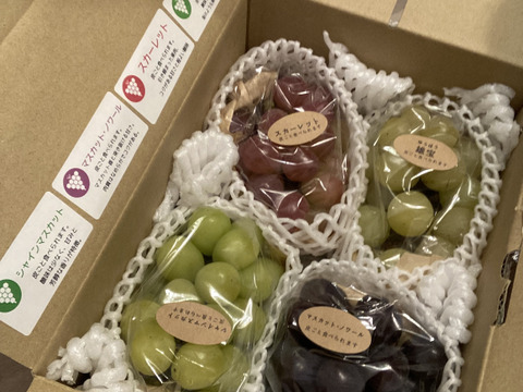 【ご家庭用3～4房】ぶどう食べ比べセット（品種おまかせ／約1.3kg）