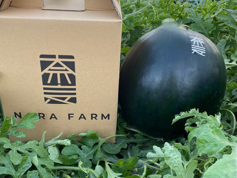 極上甘さ！ サンブラックスイカ🍉