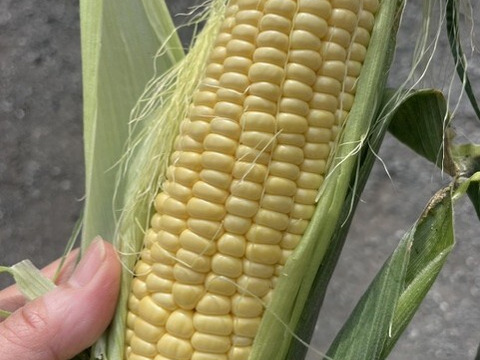 農薬化学肥料不使用※朝採れ！ミルキーシュガー5Kg
