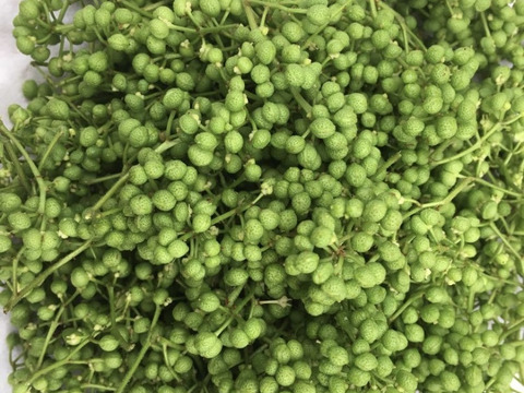 天然実山椒 1キログラム 京都産：京都府産の実山椒｜食べチョク