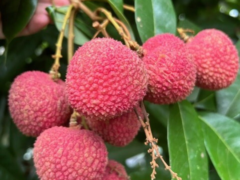 南国鹿児島産【生ライチ】最高峰品種玉荷包【国産】（約500g）【夏ギフト】