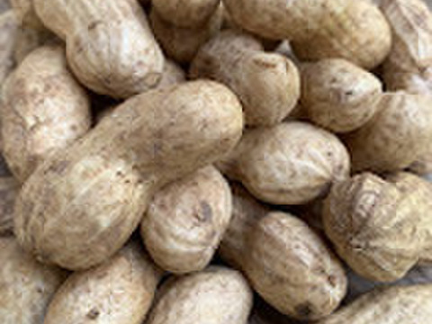 【クール便】生落花生おおまさり　レシピ付き【農薬・化学肥料不使用】１K