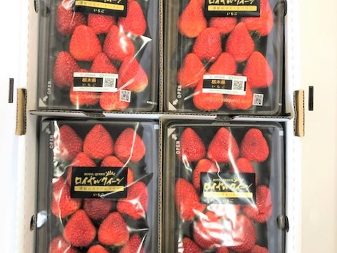 高級希少品種【ロイヤルクイーン】280g 4パック