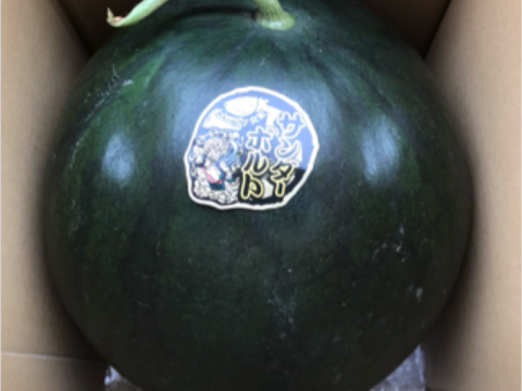 予約販売！6月23日〜発送贈答用黄果肉西瓜サンダーボルト2Lサイズ1玉入り