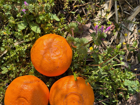 完熟★せとか（露地もの）家庭用5kg