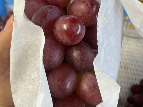 クイーンルージュ好きな貴方へ★長野県限定品種★粒800ｇ