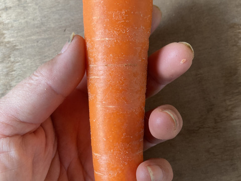 A品B品、サイズ混合　青森県産　人参　【小分け袋付】5kg　（有機JAS認証)