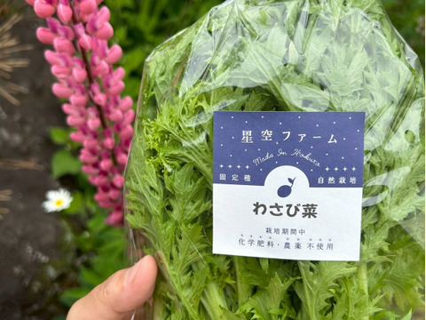 🌱和の香り漂う古代わさび菜🌱ぴりりと優しい刺激が癖になる☆古代種ブランド野菜【農薬不使用】【化学肥料不使用】【品種改良なしの固定種】お試し約500g🌱5月中旬予約🌱