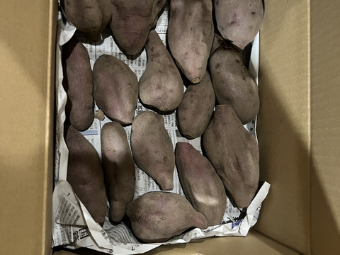 熊本県産オーガニックさつまいも！ハロウィンスイート🎃【オレンジ色の果実に上品な甘さ】（3kg）抗酸化作用のβカロテンが豊富！