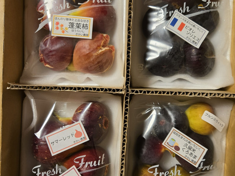 【9月中旬～10月発送分】完熟いちじく多品種盛り合わせ