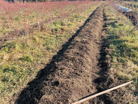 【草だけ育ち】道産自然栽培ケール・1kg / カーリー&レッドロシアン（甘くて柔らかい無肥料野菜）