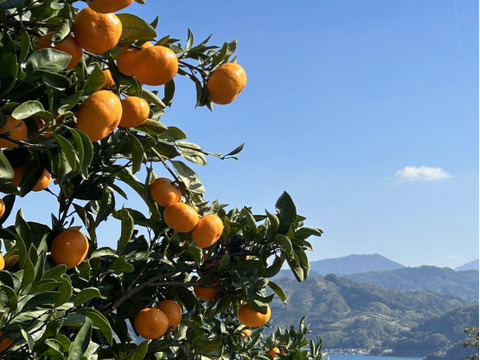 数量限定　「うまっ」ストレートみかんジュース 1本