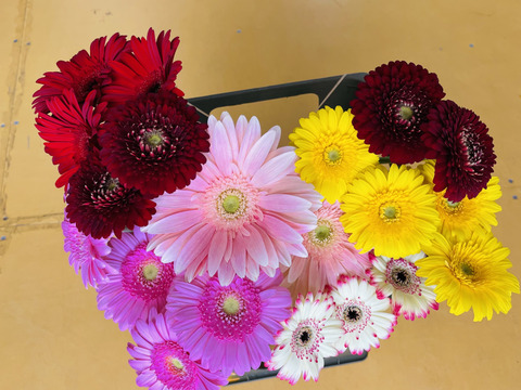 花農家直送 ガーベラおまかせミックス 本 福岡県産の花 植物 食べチョク 産地直送 産直 お取り寄せ通販 農家 漁師から旬の食材を直送