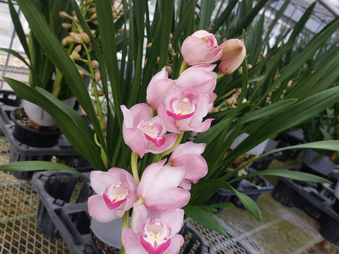 【訳あり切り花3本】シンビジウムの切り花