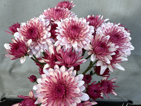 【訳あり⠀】葉っぱなしスプレーマム10本セット