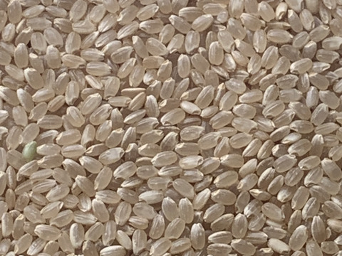 自然栽培【ヒノヒカリ】玄米20kg(5kg×4) 令和5年度兵庫県産 農薬肥料不使用の自然栽培米