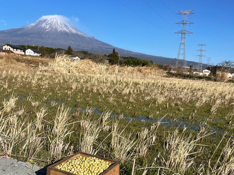 新感覚の麺　富士山ソイヌードル　自然栽培大豆１００％使用。5パック（10食）