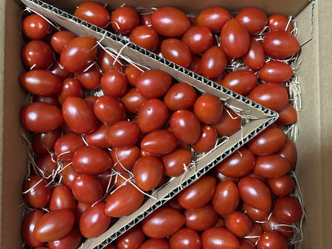 『これがトマト？！』フルーツミニトマト （１．２kg）はじけるジューシーな味わい！