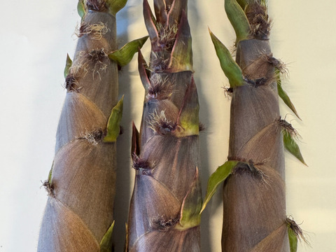 たけのこの土佐煮 250ｇ × 2パック