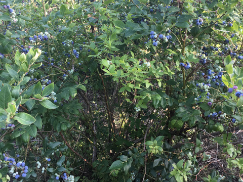 おまたせ！生ブルーベリー500g×2p