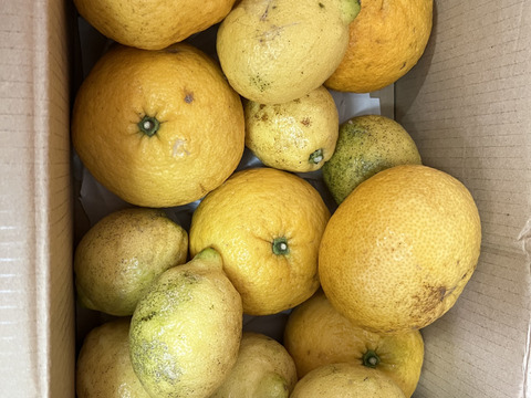 食べてみんさい島の紅甘夏●農薬不使用●2Kg