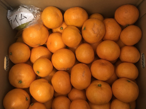 樹になったまま、色づいた　宮川早生みかん（無選別無階級 1.2級品こみこみ）　９K入り