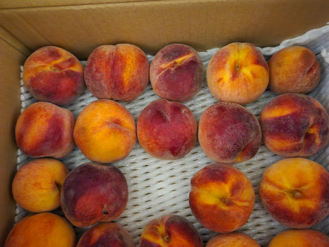 8月21日頃より収穫発送予定！黄桃　缶桃　生食コンポート用　3キロ満杯詰　訳あり家庭用