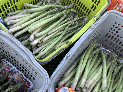 【訳あり極細】グリーンアスパラガス１ｋｇ　北海道幕別町産露地（Ｓ～ＳＳサイズ）