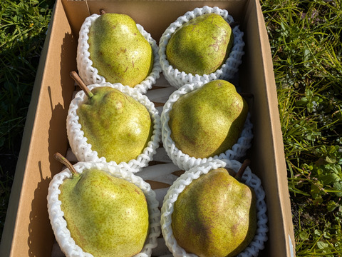 果物の女王ラ・フランス　特秀　大玉4L　約2kg