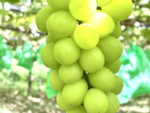 シャインマスカット・ピオーネ各2房1.8kgセット