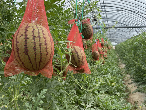 【お試し価格‼︎】名産地熊本県よりお届け‼︎小玉スイカ2玉入り(2.2kg以上×2)