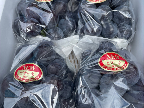 限定10名　ピオーネ2キロ箱　糖度18度前後！　色薄、すき間少々あり