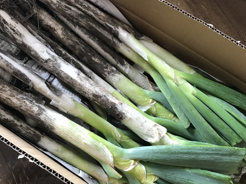 【破格のお値段！業務用向け】猛暑を乗り越えた甘みのある新鮮長ネギ（お徳用５kg・約３０〜４０本）