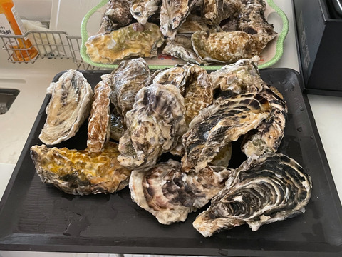 🎉 【期間限定10％OFF中】 ❄️ 生食用４ｋｇ 殻付き 牡蠣 急速凍結 🦪 松島牡蠣屋直送 BBQ・ホームパーティーに！ 🔥 オイスター oyster 貝 😋冷凍牡蠣 貝類 二枚貝【冬ギフト】