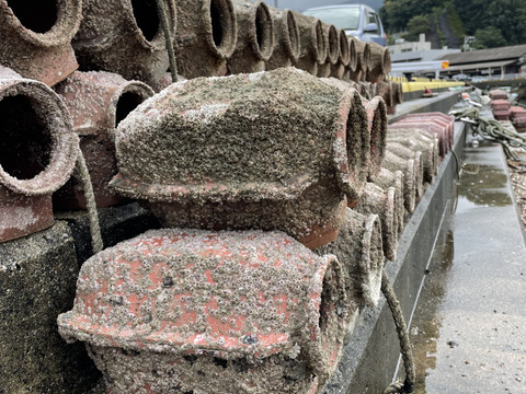 瀬戸内海活〆マダコ1キロ（1匹から2匹） ※内臓を取り除く前の重さ