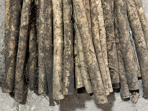 青森のおいし〜い　ごぼう　４kg　太め（直径3〜4センチ前後）