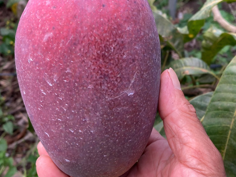 沖縄・東村の自然の中でひとつひとつ手作業で育てたこだわりの逸品。
見た目・味ともにワンランク上の贅沢マンゴー『アルメゴールド』