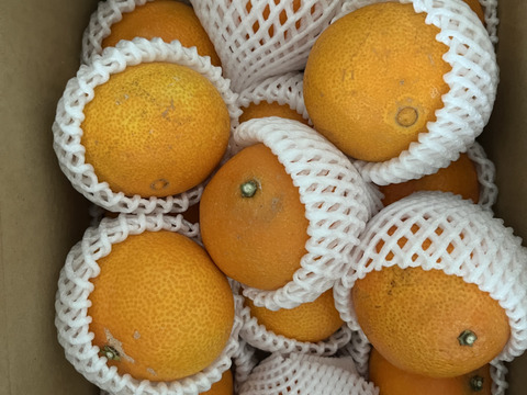 瀬戸内海まどんな　4.5kg【愛媛果試第28号】