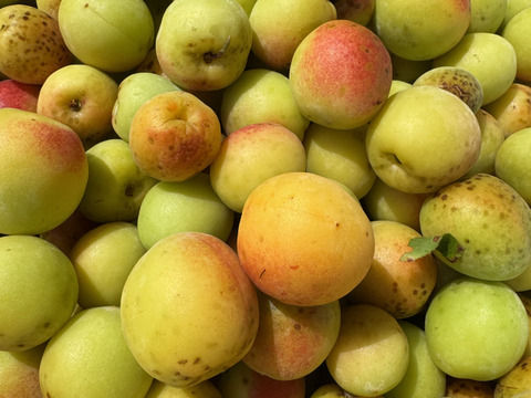 希少な自然農法栽培　農薬不使用 農園自慢の熟し梅　日本古来の原種梅鶯宿です。
サイズ無選別   3キロ以上　サービスでその日に採れた野菜もお入れしてお送りいたします。